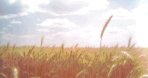 Campo di grano